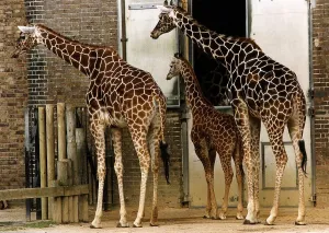 Three Giraffes in zoo enclosure two adults and one juvenile March 1993 Three Giraffes in zoo enclosure two adults and one juvenile March 1993
