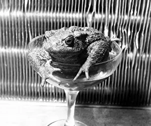 Glassy-eyed Billy the brown toad climbs out of a glass after another boozing session in Glassy-eyed Billy the brown toad climbs out of a glass after another boozing session in
