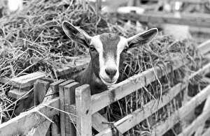 Images Dated 27th July 1987: A goat at the Cleveland Agricultural Show, 27th July 1987