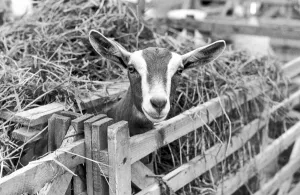 A goat at the Cleveland Agricultural Show, 27th July 1987 A goat at the Cleveland Agricultural Show, 27th July 1987