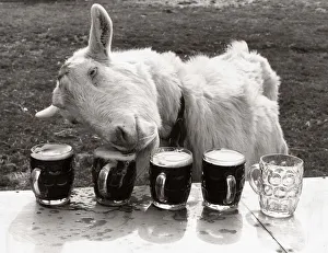 Goat drinking pints of beer laid out on a table - April 1978 Goat drinking pints of beer laid out on a table - April 1978