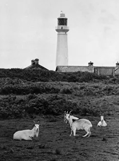 Goats grazing on Flat Holm Island (Ynys Echni) in the Bristol Channel 19th August 1967 Goats grazing on Flat Holm Island (Ynys Echni) in the Bristol Channel 19th August 1967