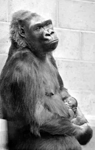 Gorilla and her baby at Bristol Zoo May 1977 77-2590-003 Gorilla and her baby at Bristol Zoo May 1977 77-2590-003