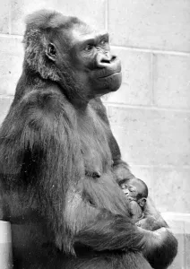 Gorilla and her baby at Bristol Zoo May 1977 77-2590-004 Gorilla and her baby at Bristol Zoo May 1977 77-2590-004