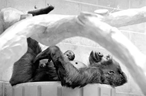 Gorilla and her baby at Bristol Zoo May 1977 77-2590-007 Gorilla and her baby at Bristol Zoo May 1977 77-2590-007