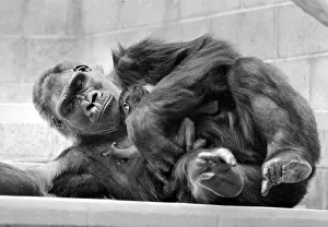 Gorilla and her baby at Bristol Zoo May 1977 77-2590-010 Gorilla and her baby at Bristol Zoo May 1977 77-2590-010