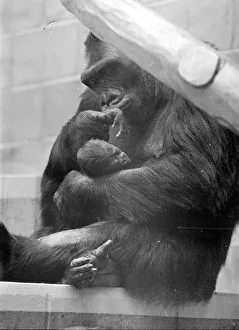 Gorilla and her baby at Bristol Zoo May 1977 77-2590-011 Gorilla and her baby at Bristol Zoo May 1977 77-2590-011