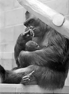 Gorilla and her baby at Bristol Zoo May 1977 77-2590-012 Gorilla and her baby at Bristol Zoo May 1977 77-2590-012
