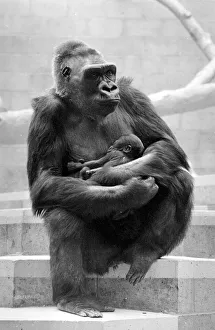 Gorilla and her baby at Bristol Zoo May 1977 77-2590-013 Gorilla and her baby at Bristol Zoo May 1977 77-2590-013