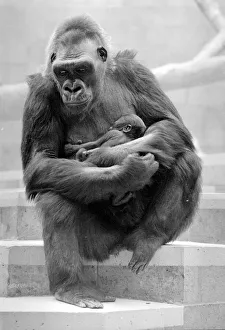 Gorilla and her baby at Bristol Zoo May 1977 77-2590-014 Gorilla and her baby at Bristol Zoo May 1977 77-2590-014