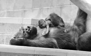 Gorilla and her baby at Bristol Zoo May 1977 77-2590-016 Gorilla and her baby at Bristol Zoo May 1977 77-2590-016