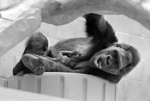 Gorilla and her baby at Bristol Zoo May 1977 77-2590-017 Gorilla and her baby at Bristol Zoo May 1977 77-2590-017