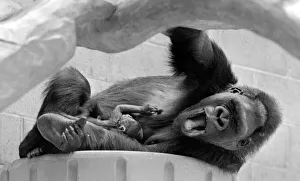 Gorilla and her baby at Bristol Zoo May 1977 77-2590-018 Gorilla and her baby at Bristol Zoo May 1977 77-2590-018