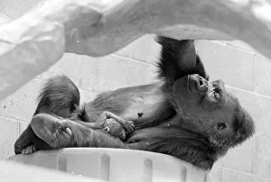 Gorilla and her baby at Bristol Zoo May 1977 77-2590-019 Gorilla and her baby at Bristol Zoo May 1977 77-2590-019