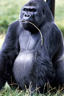 A Gorilla cheewing on some grass at Chester Zoo August 1979 A Gorilla cheewing on some grass at Chester Zoo August 1979