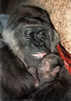 Images Dated 28th November 1992: Gorilla Diana cradling her baby. November 1992 P011781