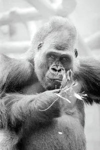 Gorilla eating leaves at Bristol Zoo May 1977 Gorilla eating leaves at Bristol Zoo May 1977