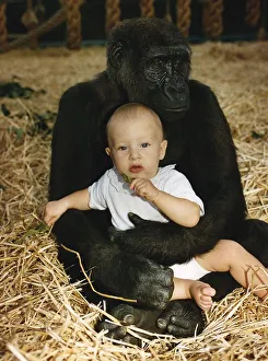 A gorilla sitting with Tanya Aspinall age four and a half on his lap at John Aspinall A gorilla sitting with Tanya Aspinall age four and a half on his lap at John Aspinall