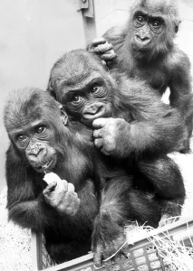 Three gorillas, Biddy, Eva and Diane at Twycross Zoo, Warwickshire 22nd January Three gorillas, Biddy, Eva and Diane at Twycross Zoo, Warwickshire 22nd January