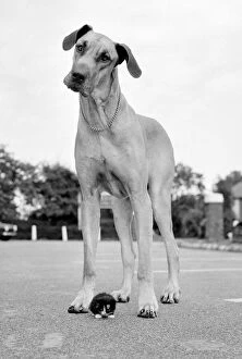 Images Dated 11th October 1973: Great Dane called Dominic is the biggest dog in the world seen here with constant