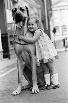 Great Dane called Hermie is a big dog and is often taken for walks by three year old Emma Great Dane called Hermie is a big dog and is often taken for walks by three year old Emma