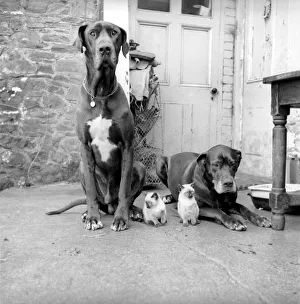 Great dane and sales kitten