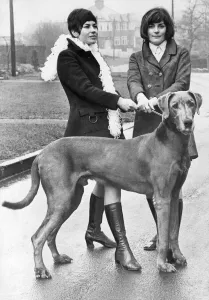 This Great Dane has very fashionalbe dog walkers This Great Dane has very fashionalbe dog walkers