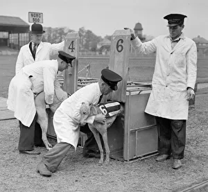 Greyhound Halfpenny Whistle right is placed in the trap whilst in training at Greyhound Halfpenny Whistle right is placed in the trap whilst in training at