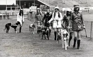 Greyhound racing picture shows: Grand parade,before the off by the dogs Greyhound racing picture shows: Grand parade,before the off by the dogs