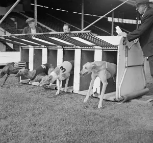 Greyhounds leave the traps in a trial start Sport Greyhound Racing Animals dogs Greyhounds leave the traps in a trial start Sport Greyhound Racing Animals dogs