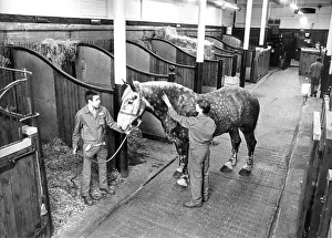 Grooming the horses in the Vaux Brewery stables in 1986 Grooming the horses in the Vaux Brewery stables in 1986