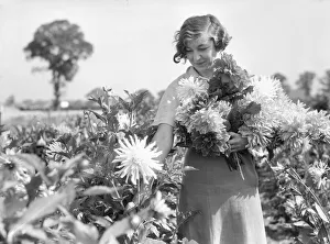 Growers all over the country are getting ready for the National Dahlia Society Show Growers all over the country are getting ready for the National Dahlia Society Show