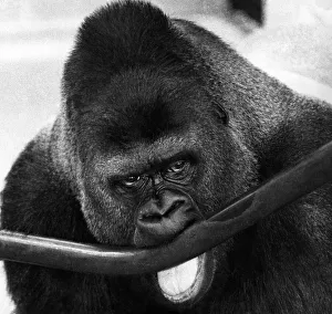 Guy the gorilla goes through one of his shows of strength acts Guy the gorilla goes through one of his shows of strength acts