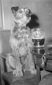 Hair of the dog Circa June 1949 Toto guards his masters pint of beer Hair of the dog Circa June 1949 Toto guards his masters pint of beer