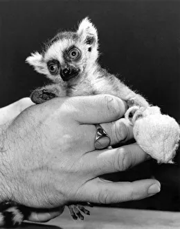 Hands of Kindness: Lucy the baby Lemur is wide-eyed and vulnerable Hands of Kindness: Lucy the baby Lemur is wide-eyed and vulnerable