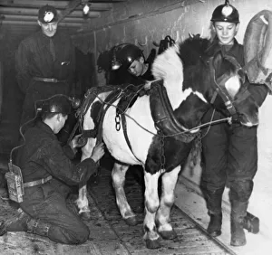 Harnessing this pony at Ashington Colliery are some of the boys who are being trained Harnessing this pony at Ashington Colliery are some of the boys who are being trained