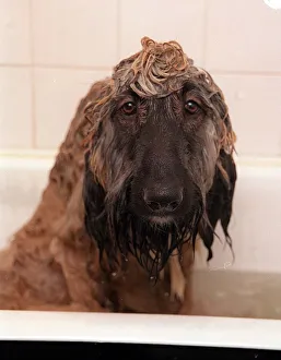 Harry the Afghan Hound getting a shampoo February 1999 Harry the Afghan Hound getting a shampoo February 1999