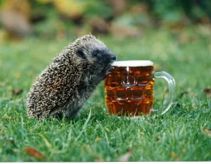 Harry the hedgehog loves his pint, but only real ale please. 12th November 1993 Harry the hedgehog loves his pint, but only real ale please. 12th November 1993