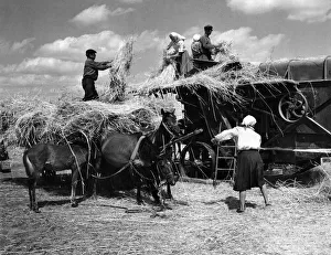 Harvesting scenes on the Chkalov collective farm near the village of Trushki in Harvesting scenes on the Chkalov collective farm near the village of Trushki in