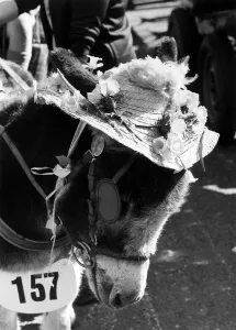 Harvey the Donkey shows of his Easter Bonnet - April 1972 - at the London Harrness Horse Harvey the Donkey shows of his Easter Bonnet - April 1972 - at the London Harrness Horse
