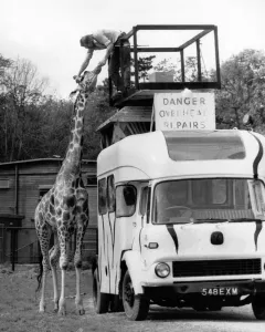 Head repair Peter Whitehead and giraffe. July 1986 P011757 Head repair Peter Whitehead and giraffe. July 1986 P011757