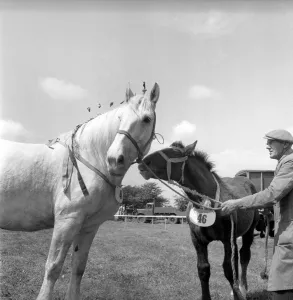 Heavy horse show. Mare and Pony. July 1953 D3730 Heavy horse show. Mare and Pony. July 1953 D3730