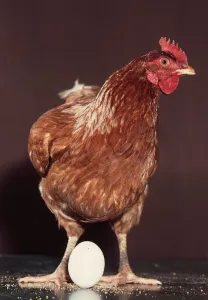 A Hen with an egg at its feet October 1976 A Hen with an egg at its feet October 1976