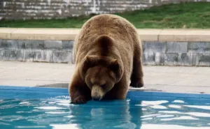 Hercules the Bear going into swimming pool May 1989 Hercules the Bear going into swimming pool May 1989