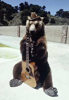 Hercules the bear strums a guitar cowboy style in Hollywood May 1983 Hercules the bear strums a guitar cowboy style in Hollywood May 1983