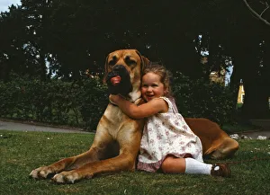 Hermie the Great Dane is pictured with his friend, 3-year-old Emma Rich in Bridgwater Hermie the Great Dane is pictured with his friend, 3-year-old Emma Rich in Bridgwater