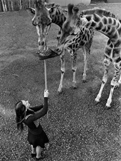 It was high tea yesterday for two giraffes - both celebrating their 5th birthday It was high tea yesterday for two giraffes - both celebrating their 5th birthday