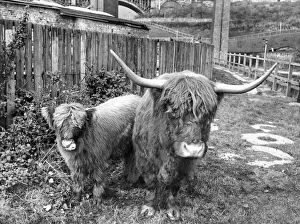 Highland cattle at Byker city farm in Newcastle Highland cattle at Byker city farm in Newcastle