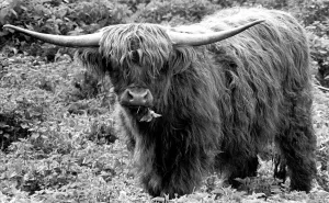 A Highland cattle in the grounds of Charlecote Park, Warwickshire. 23rd April 1974 A Highland cattle in the grounds of Charlecote Park, Warwickshire. 23rd April 1974