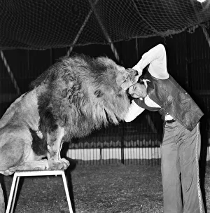Hoffman's Circus, Shepherds Bush, London. Lion trainer Richard Collins putting his Hoffman's Circus, Shepherds Bush, London. Lion trainer Richard Collins putting his